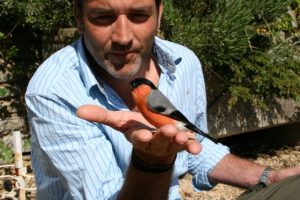 Bullfinch