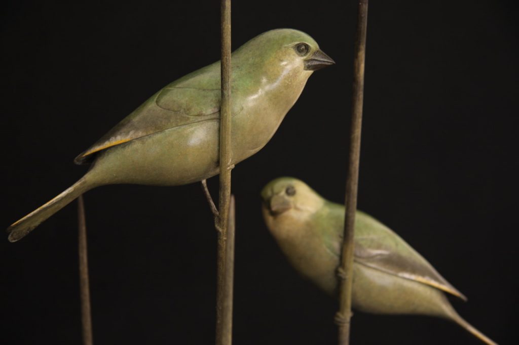 Bronze Greenfinches