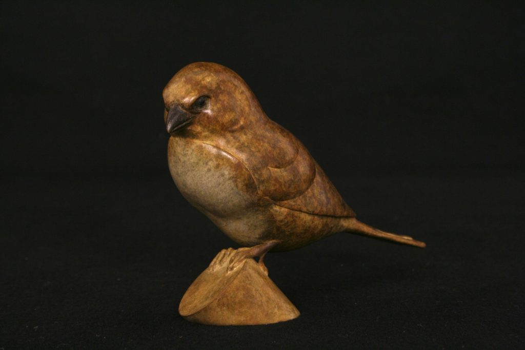 Bronze Sparrow