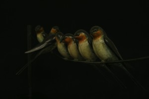 Swallows_2