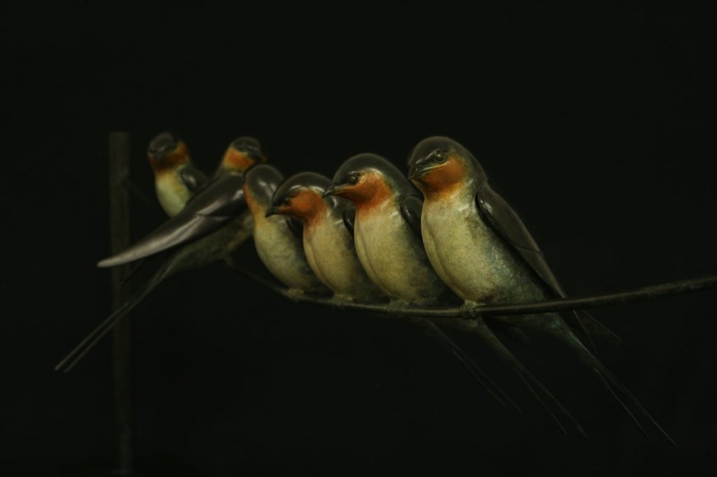 Bronze Swallows