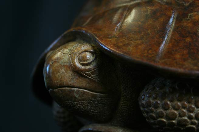 Tortoise Head