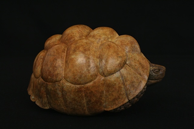 Leopard Tortoise