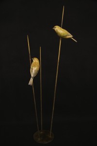 Bronze Greenfinches