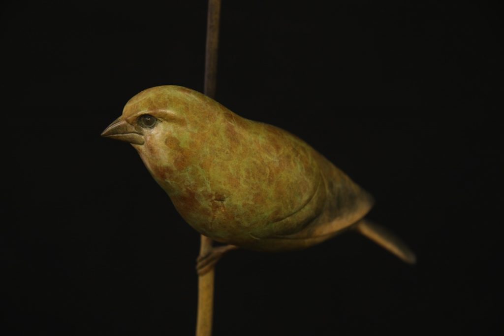 Bronze Greenfinches