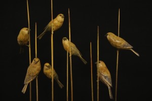 Bronze Greenfinches