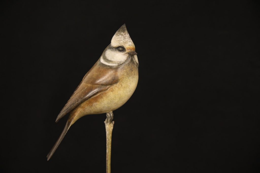 Bronze Crested Tit