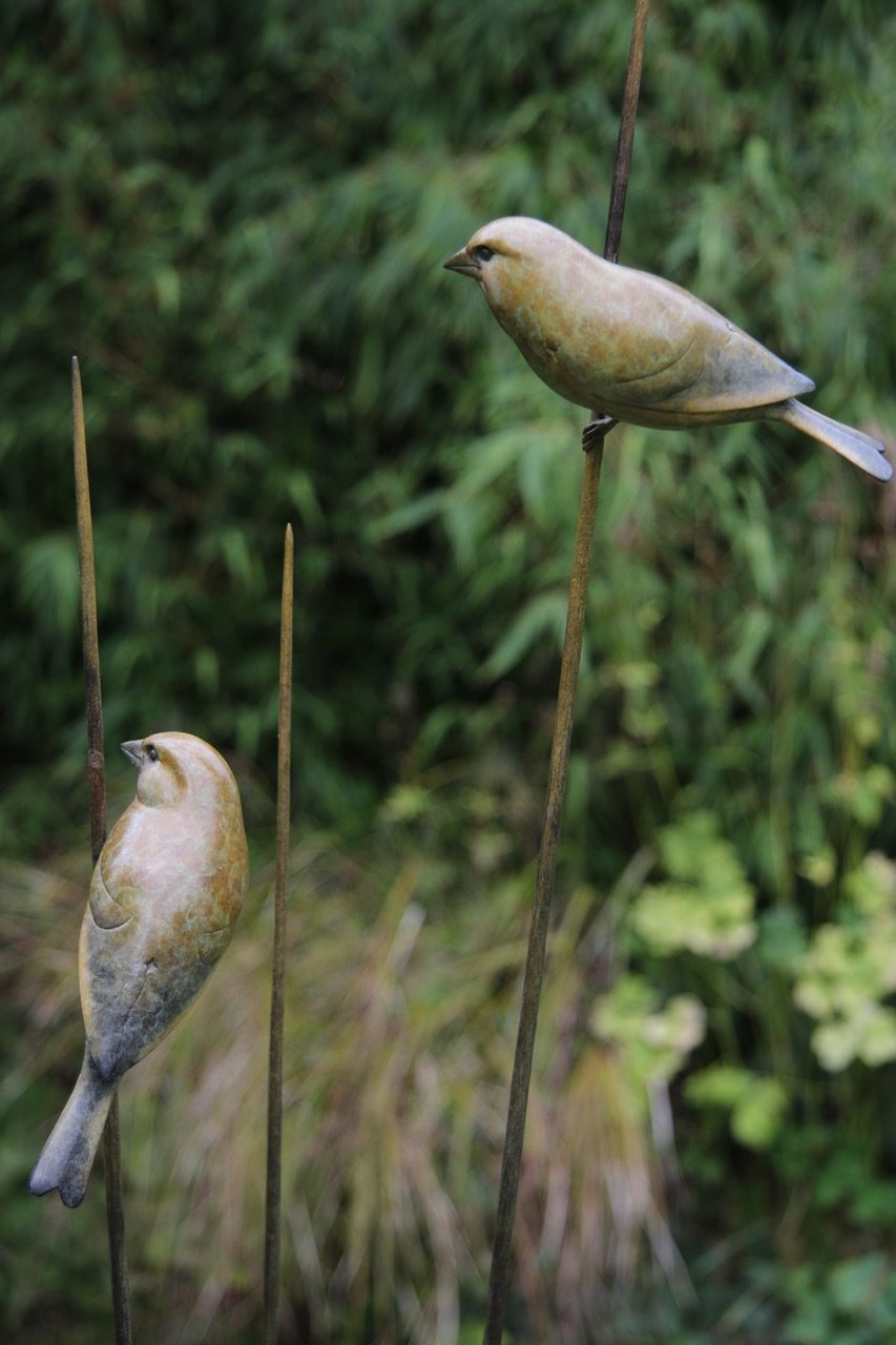 Bronze Greenfinches