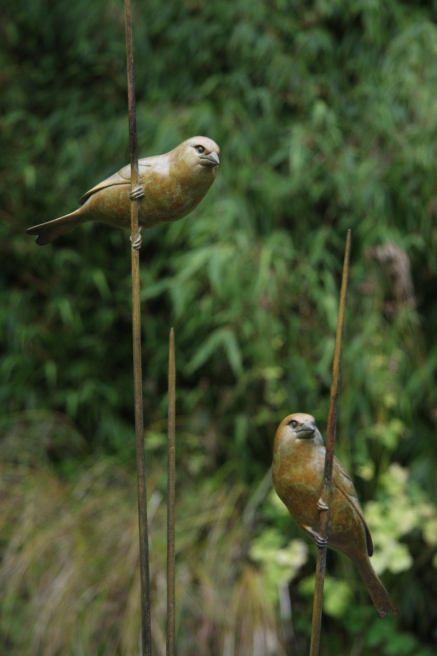 Bronze Greenfinches