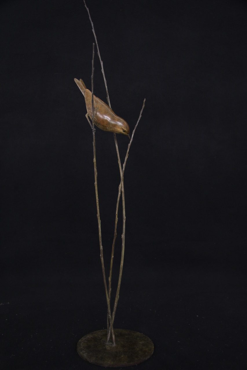 Bronze Willow Warbler