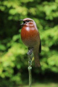 Bronze Robin