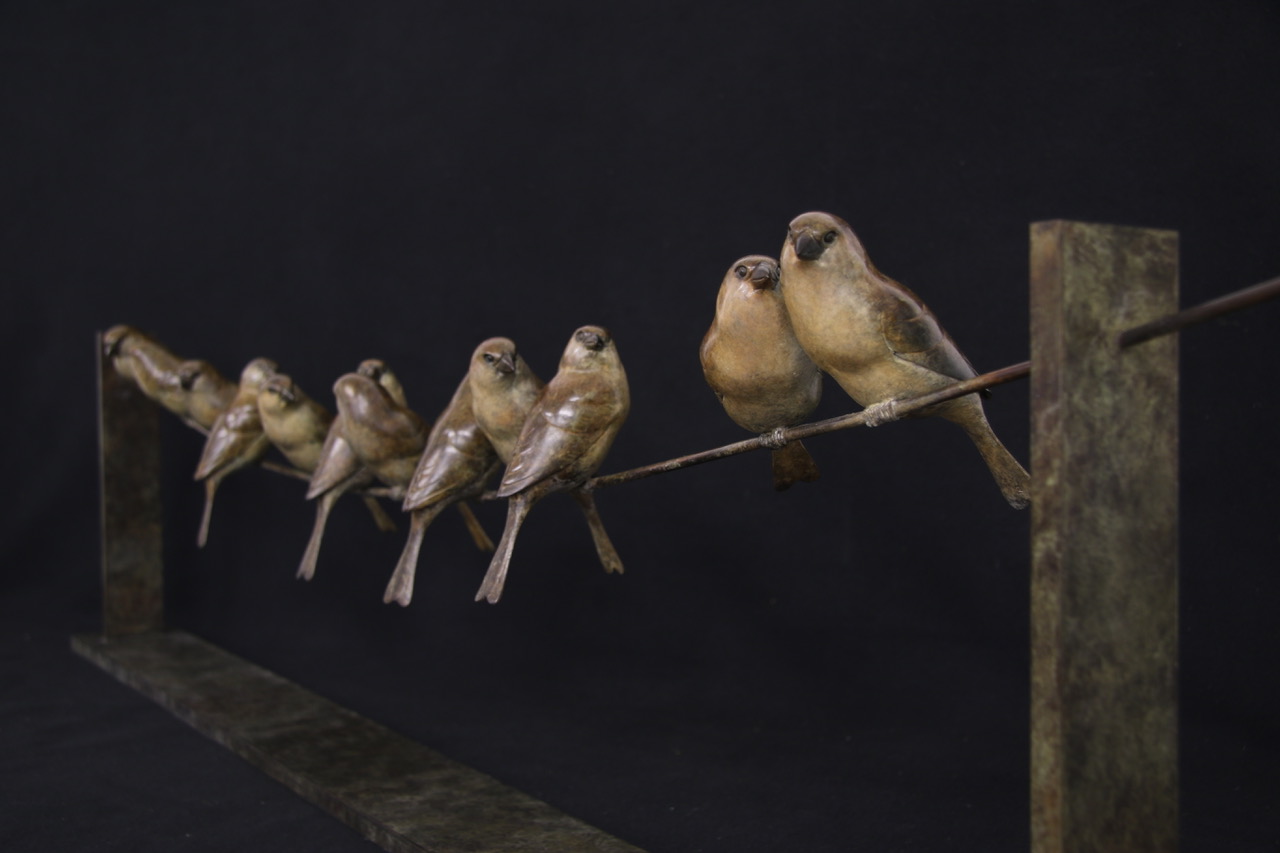 Bronze Sparrows