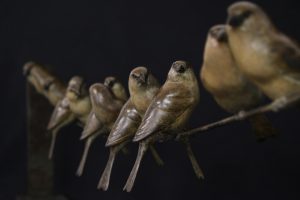 Bronze Sparrows