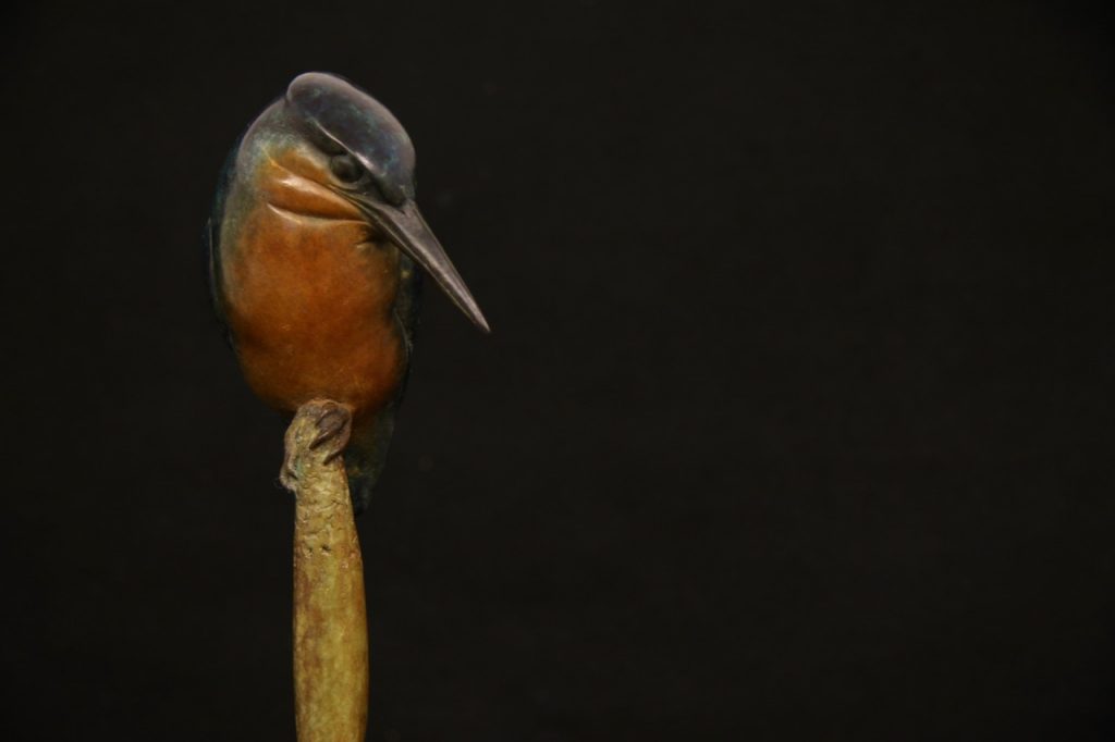 Bronze Kingfisher