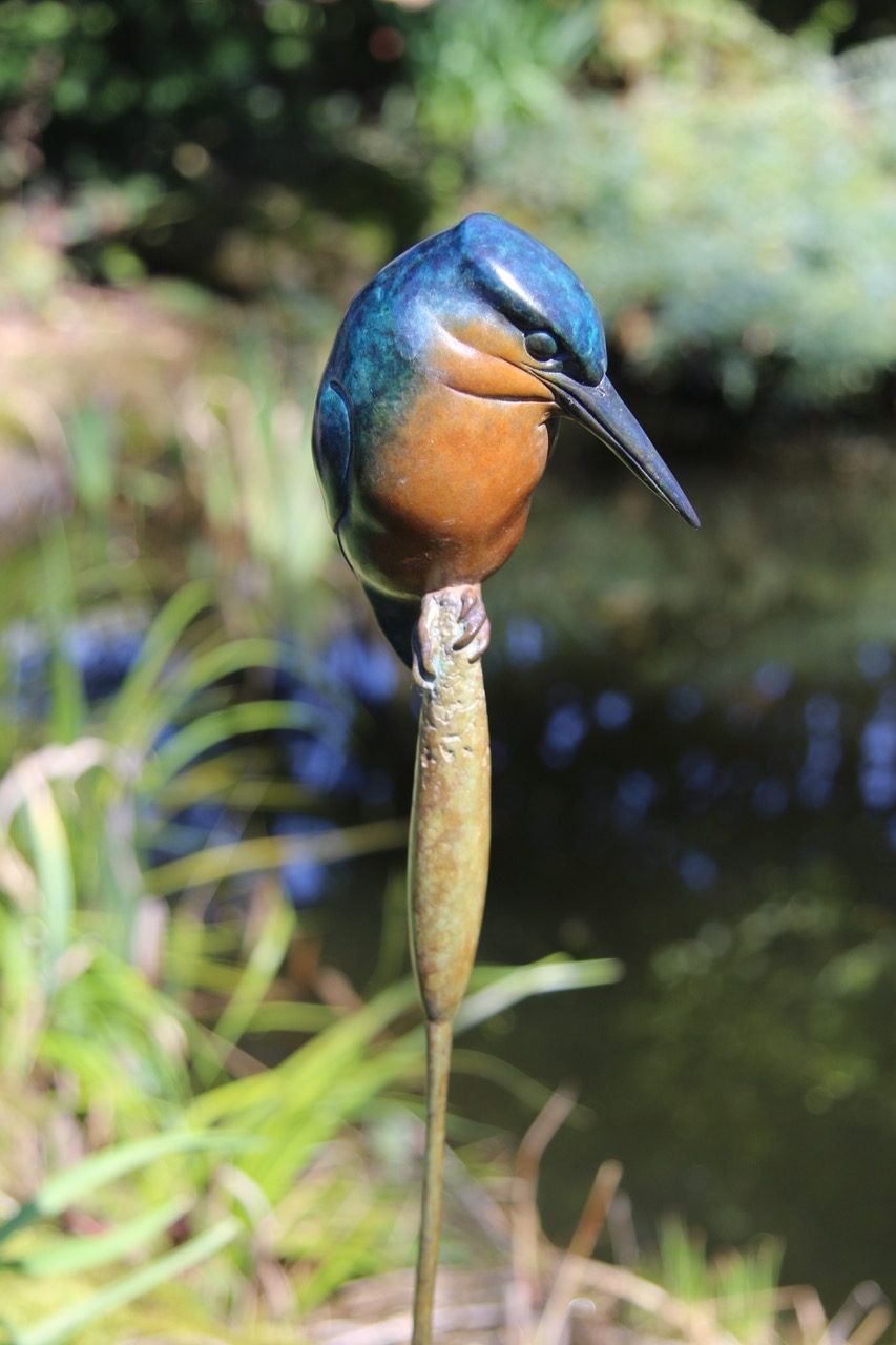 Bronze Kingfisher