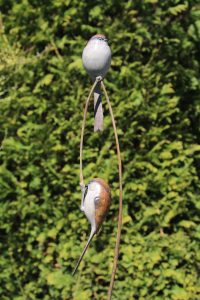 Bronze Long Tailed Tits