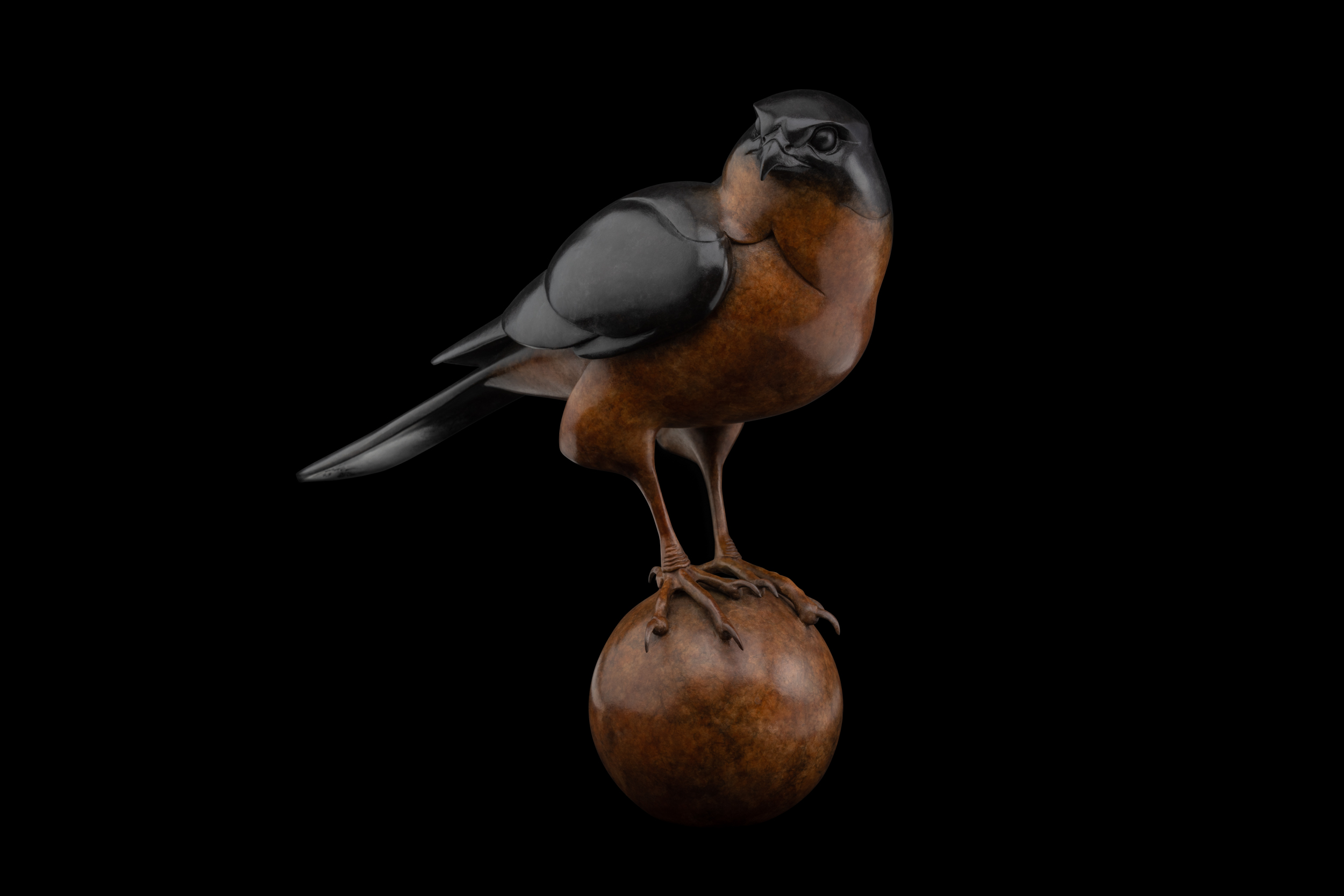 Bronze Sparrow Hawk