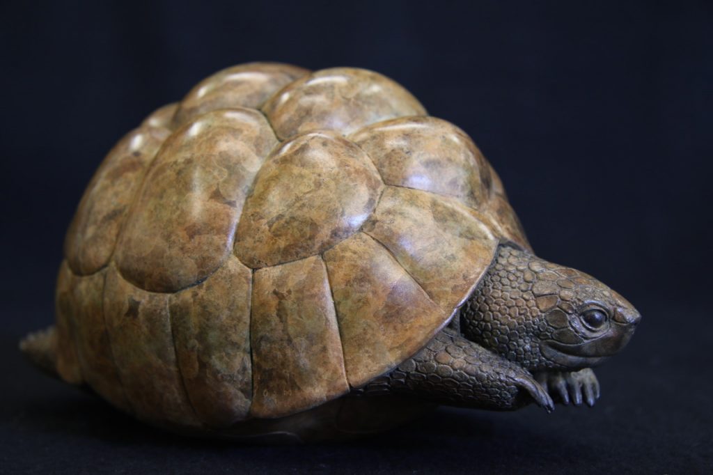 Leopard Tortoise