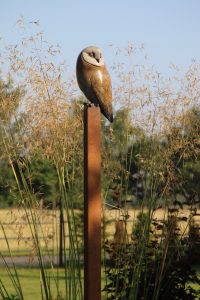 Barn Owl