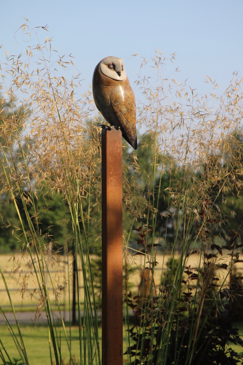 Barn Owl