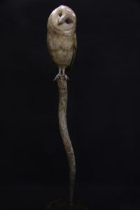 Barn Owl