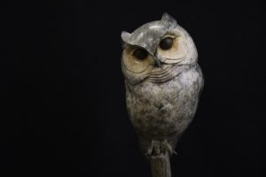 Scops Owl