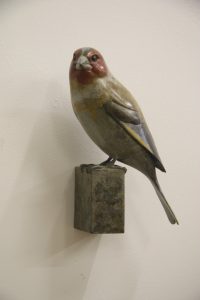 Bronze Goldfinch