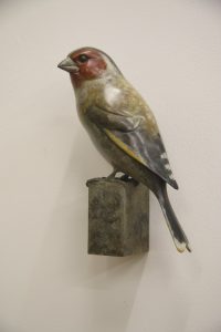 Bronze Goldfinch