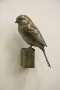 Bronze Sparrow