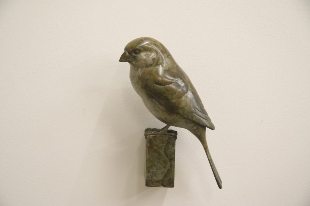 Bronze Sparrow