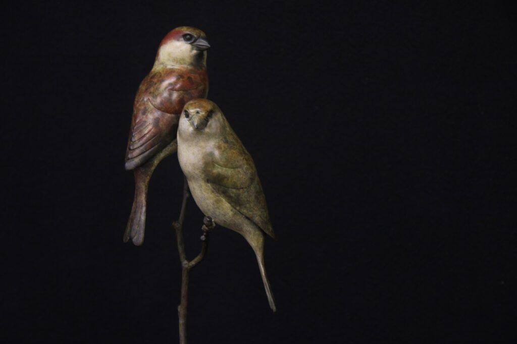 Bronze Sparrows