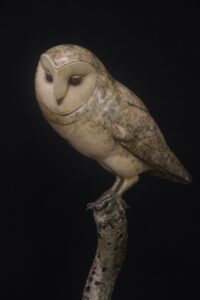 Bronze Barn Owl